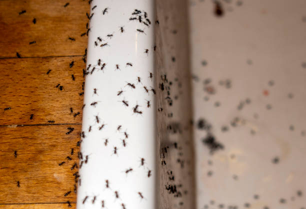 Best Residential Pest Control  in Harmony, RI