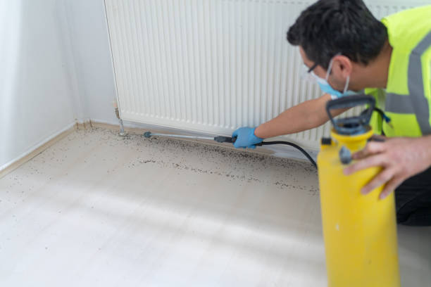 Wasp Removal Services in Harmony, RI